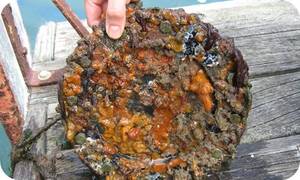 Glass Settling Plate