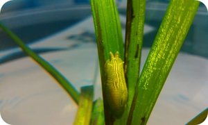 Oysters and eelgrass